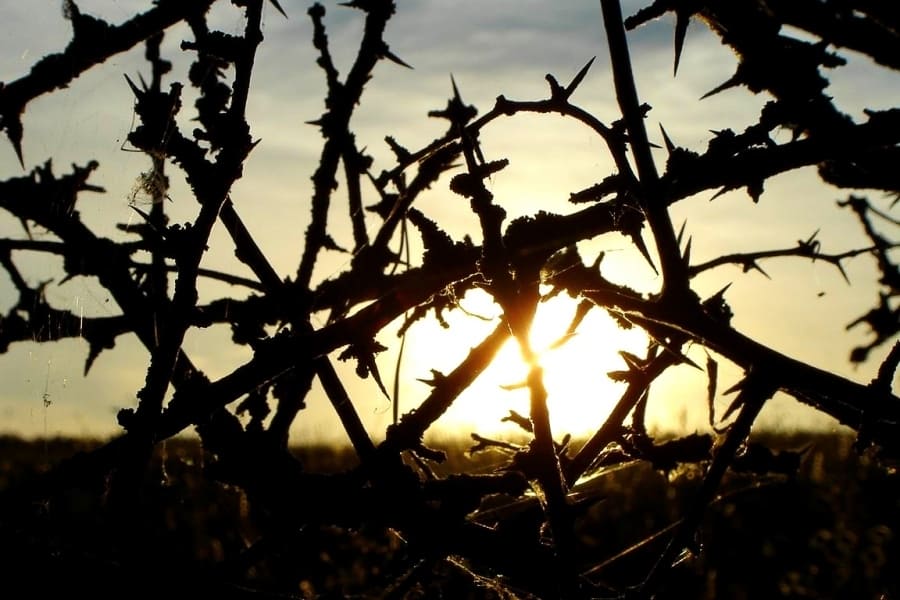 Слабость атеизма. Слова новомучеников