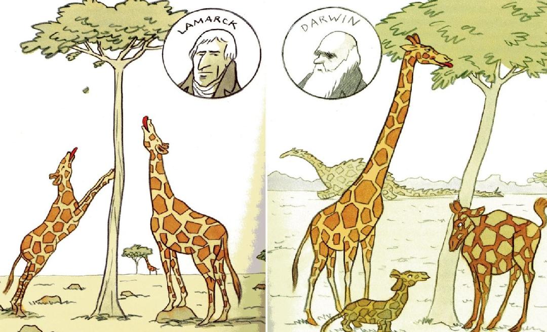 Старые легенды дарвинизма.Жирафы