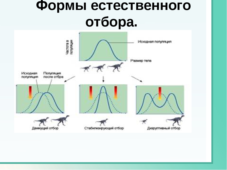 Нужны ли для естественного отбора тысячи лет?