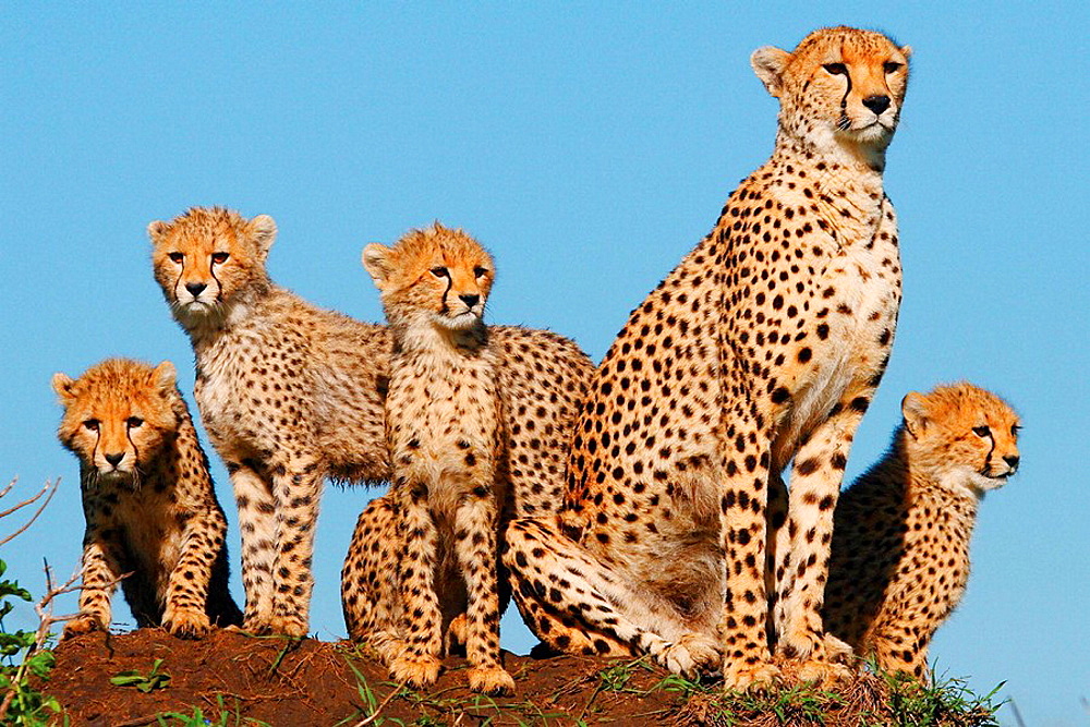 Старые легенды дарвинизма.Гепарды