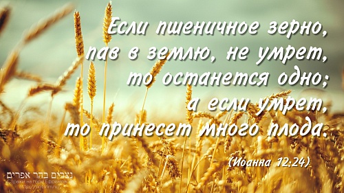 Истинно говорю вам, если пшеничное зерно не умрёт