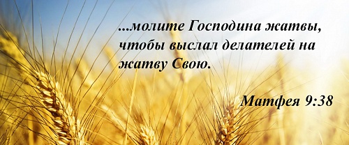 Оставьте расти то и другое до жатвы